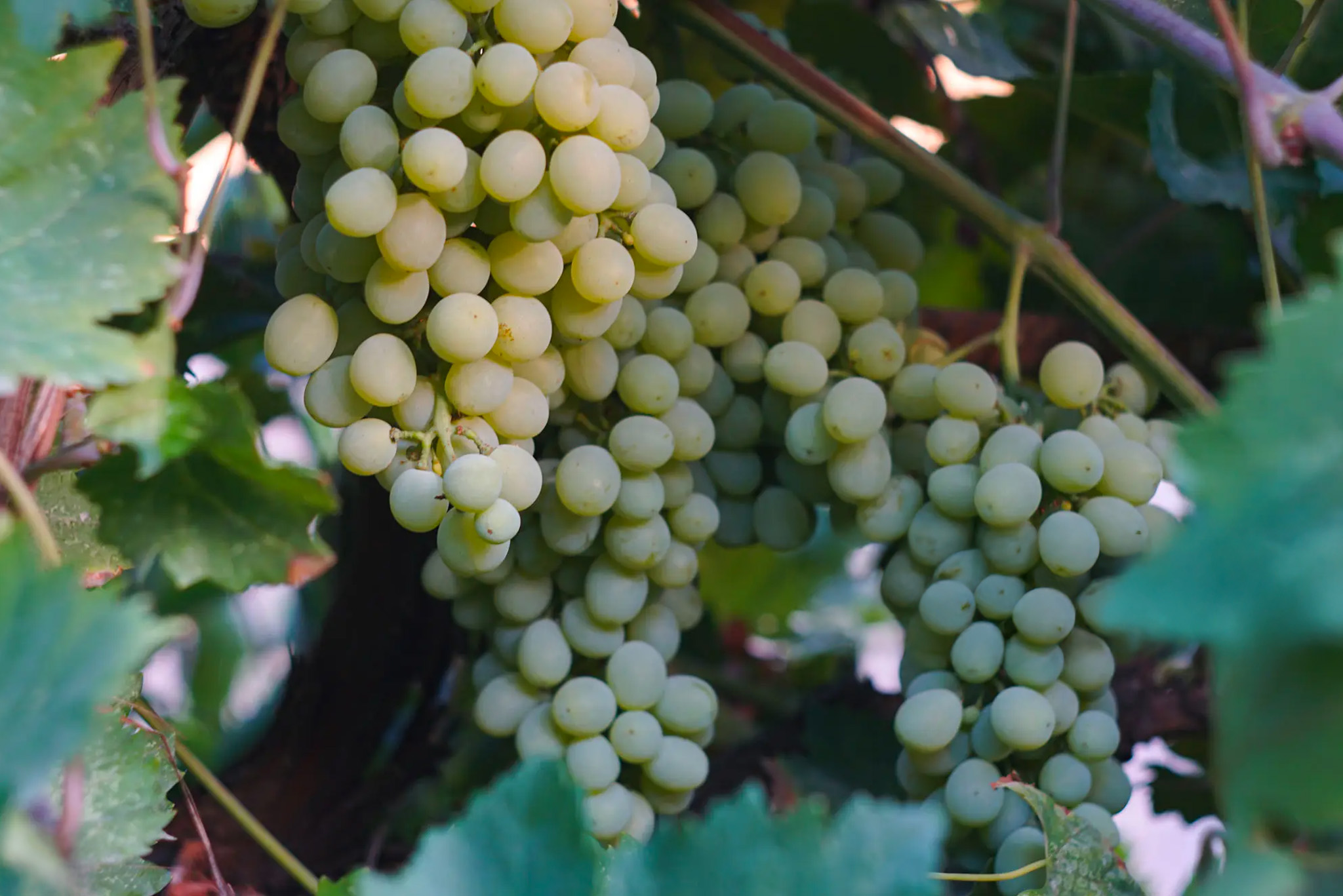 Champagnes Blanc de blancs